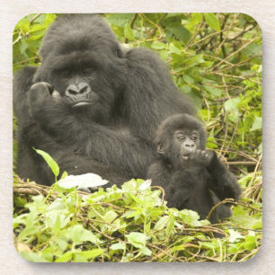 Berggorilla, Gorilla beringei (voorheen G. Bier Onderzetter