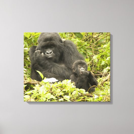 Berggorilla, Gorilla beringei (voorheen G. Canvas Afdruk (Voorkant)