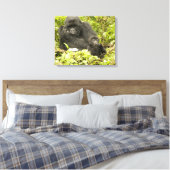 Berggorilla, Gorilla beringei (voorheen G. Canvas Afdruk (Insitu (Slaapkamer))