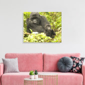 Berggorilla, Gorilla beringei (voorheen G. Canvas Afdruk (Insitu (Woonkamer))