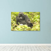 Berggorilla, Gorilla beringei (voorheen G. Canvas Afdruk (Insitu (Houten vloer))