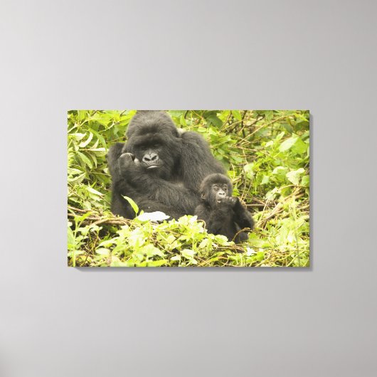 Berggorilla, Gorilla beringei (voorheen G. Canvas Afdruk (Voorkant)