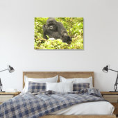 Berggorilla, Gorilla beringei (voorheen G. Canvas Afdruk (Insitu (Slaapkamer))