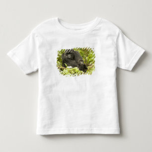 Berggorilla, Gorilla beringei (voorheen G. Kinder Shirts