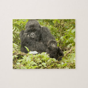 Berggorilla, Gorilla beringei (voorheen G. Legpuzzel
