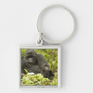Berggorilla, Gorilla beringei (voorheen G. Sleutelhanger