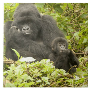 Berggorilla, Gorilla beringei (voorheen G. Tegeltje