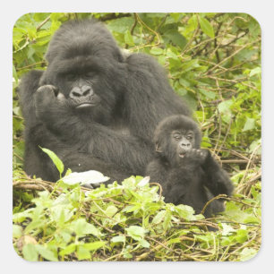 Berggorilla, Gorilla beringei (voorheen G. Vierkante Sticker