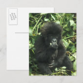 Berggorilla, (Gorilla gorilla beringei), Briefkaart (Voorkant / Achterkant)