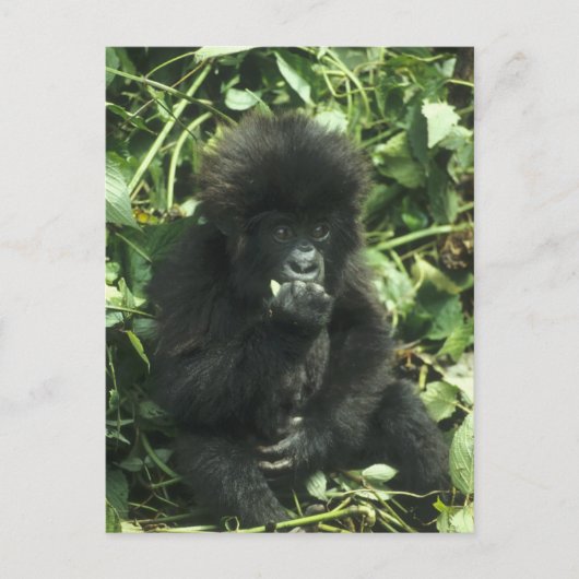 Berggorilla, (Gorilla gorilla beringei), Briefkaart (Voorkant)