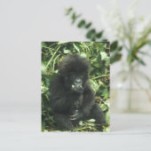 Berggorilla, (Gorilla gorilla beringei), Briefkaart (Staand voorkant)