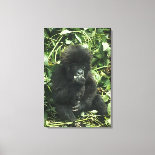 Berggorilla, (Gorilla gorilla beringei), Canvas Afdruk (Voorkant)
