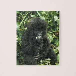 Berggorilla, (Gorilla gorilla beringei), Legpuzzel