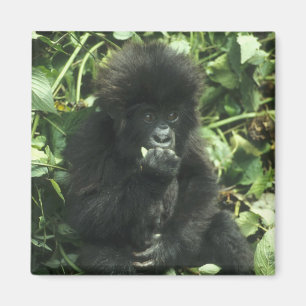 Berggorilla, (Gorilla gorilla beringei), Magneet
