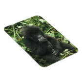 Berggorilla, (Gorilla gorilla beringei), Magneet (Rechterzijde)
