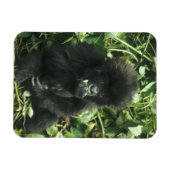 Berggorilla, (Gorilla gorilla beringei), Magneet (Horizontaal)