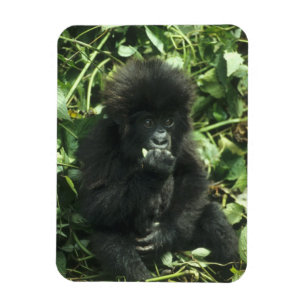 Berggorilla, (Gorilla gorilla beringei), Magneet