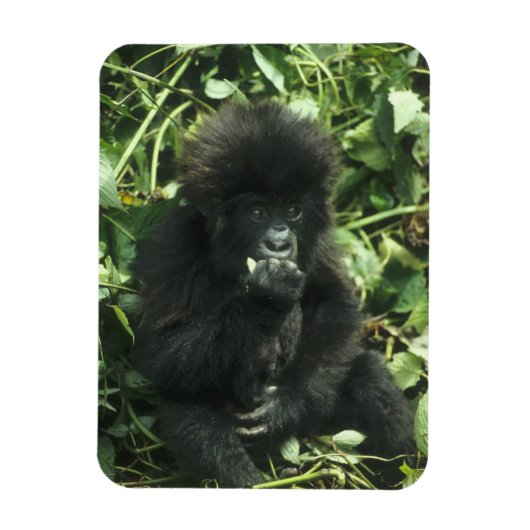 Berggorilla, (Gorilla gorilla beringei), Magneet (Verticaal)