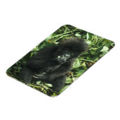 Berggorilla, (Gorilla gorilla beringei), Magneet (Linkerzijde)
