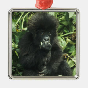 Berggorilla, (Gorilla gorilla beringei), Metalen Ornament
