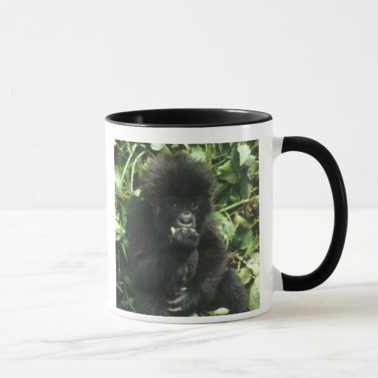 Berggorilla, (Gorilla gorilla beringei), Mok (Rechts)