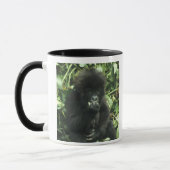 Berggorilla, (Gorilla gorilla beringei), Mok (Links)
