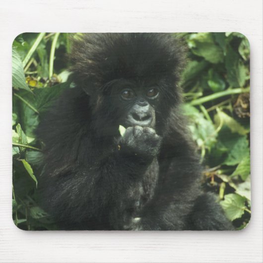 Berggorilla, (Gorilla gorilla beringei), Muismat (Voorkant)