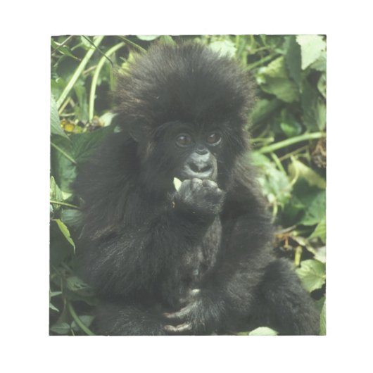 Berggorilla, (Gorilla gorilla beringei), Notitieblok (Voorkant)