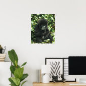 Berggorilla, (Gorilla gorilla beringei), Poster (Thuiskantoor)