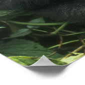Berggorilla, (Gorilla gorilla beringei), Poster (Hoek)