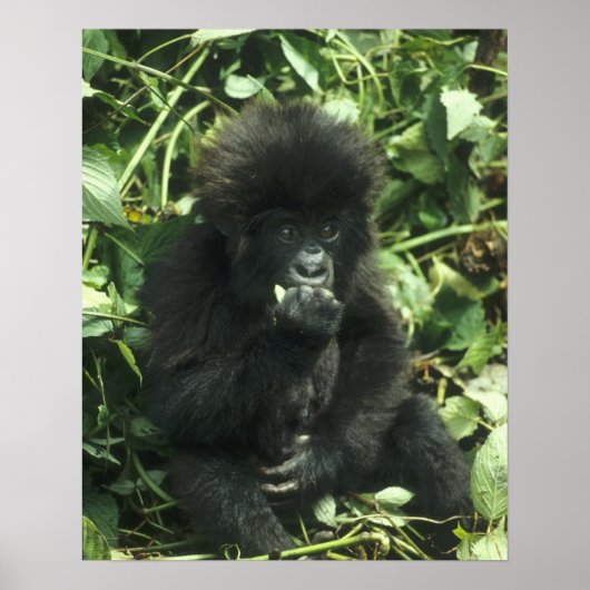 Berggorilla, (Gorilla gorilla beringei), Poster (Voorkant)