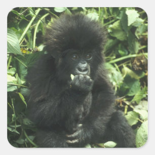 Berggorilla, (Gorilla gorilla beringei), Vierkante Sticker