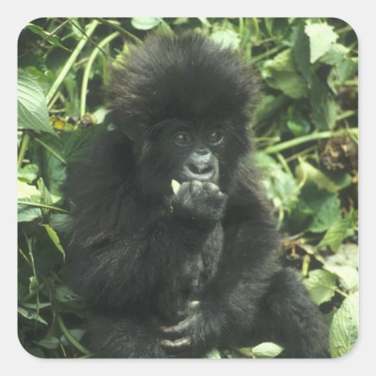 Berggorilla, (Gorilla gorilla beringei), Vierkante Sticker (Voorkant)