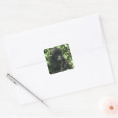 Berggorilla, (Gorilla gorilla beringei), Vierkante Sticker (Envelop)