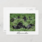 Berggorilla-groep briefkaart aan de witte grens (Voorkant / Achterkant)
