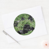 Berggorilla groep ronde sticker (Envelop)