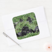 Berggorilla groep vierkante sticker (Envelop)