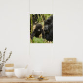 Berggorilla, volwassene met jong poster (Keuken)