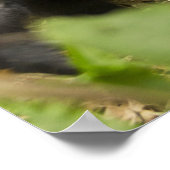 Berggorilla, volwassene met jong poster (Hoek)