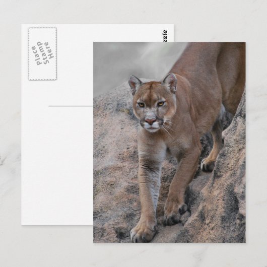 bergklimmen van leeuw briefkaart (Voorkant / Achterkant)