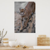 bergklimmen van leeuw poster (Keuken)