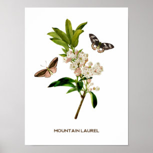bergLaurel Botanical Poster