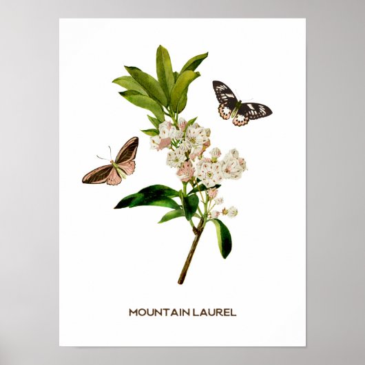 bergLaurel Botanical Poster (Voorkant)