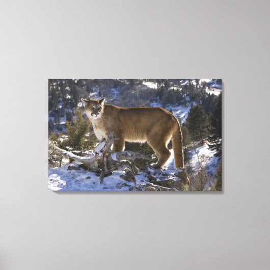 Bergleeuw Canvas Afdruk (Voorkant)