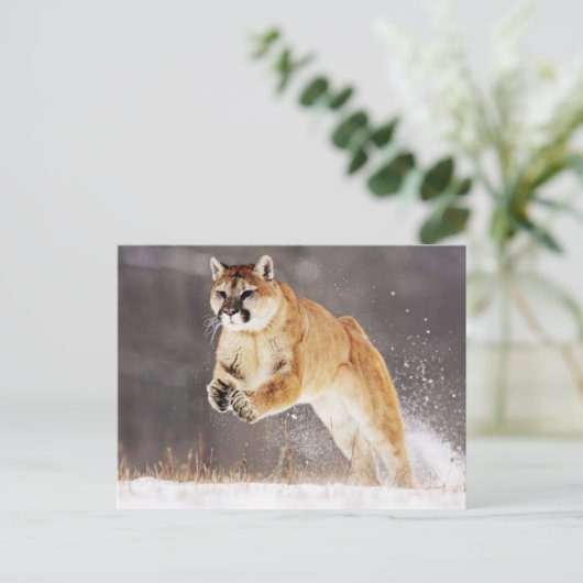 Bergleeuw (Cougar) Briefkaart (Staand voorkant)