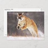 Bergleeuw (Cougar) Briefkaart (Voorkant / Achterkant)