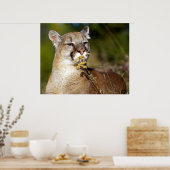 Bergleeuw - De bloemen smelten Poster (Keuken)