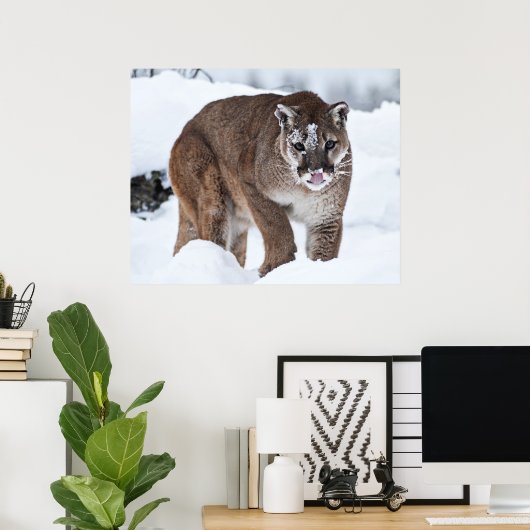 Bergleeuw in de sneeuw poster (Thuiskantoor)