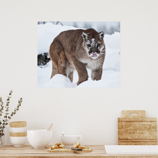 Bergleeuw in de sneeuw poster (Keuken)