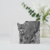 Bergleeuw in zwart-wit briefkaart (Staand voorkant)